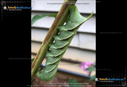 Thumbnail caterpillar image of the Rustic Sphinx Moth