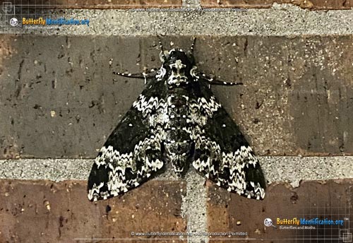 Thumbnail image #5 of the Rustic Sphinx Moth