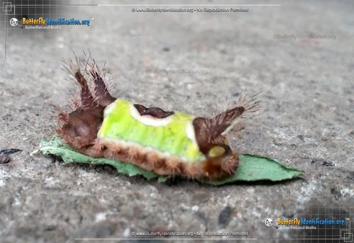 Thumbnail image #5 of the Saddleback Caterpillar Moth