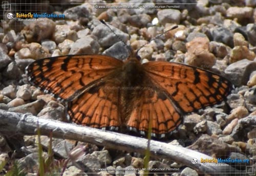Thumbnail image #1 of the Sagebrush Checkerspot Butterfly