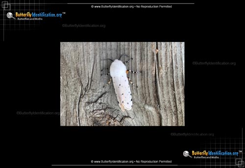 Thumbnail image #1 of the Salt Marsh Moth
