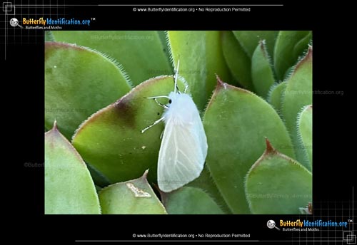 Thumbnail image #2 of the Satin Moth