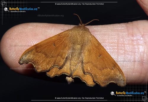 Thumbnail image #1 of the Scalloped Sack-bearer Moth