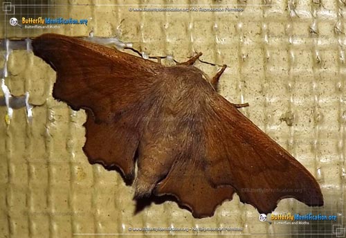 Thumbnail image #2 of the Scalloped Sack-bearer Moth