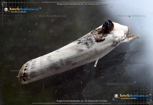 Thumbnail image #2 of the Schlaeger's Fruitworm Moth