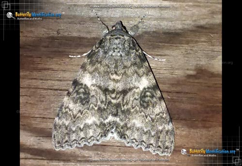 Thumbnail image #2 of the Semirelict Underwing