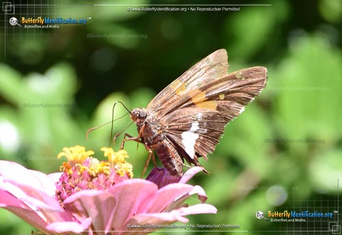 Thumbnail image #2 of the Silver-spotted Skipper