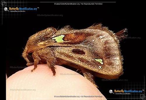 Thumbnail image #1 of the Slug Caterpillar Moth