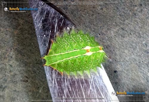 Thumbnail image #2 of the Slug Caterpillar Moth
