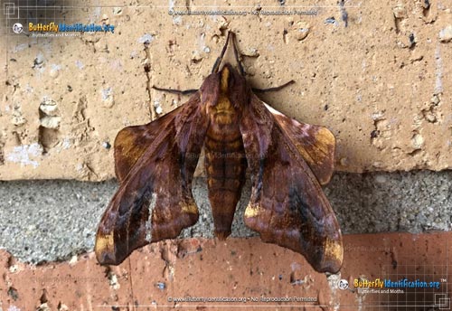 Thumbnail image #5 of the Small-eyed Sphinx Moth
