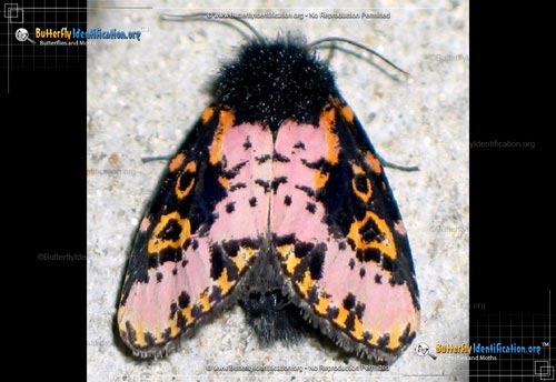 Thumbnail image #1 of the Spanish Moth