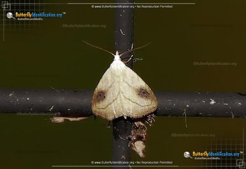 Thumbnail image #2 of the Spotted Grass Moth