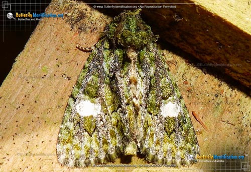 Thumbnail image #1 of the Spotted Phosphila Moth