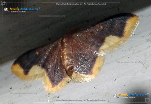 Thumbnail image #3 of the Stained Lophosis Moth