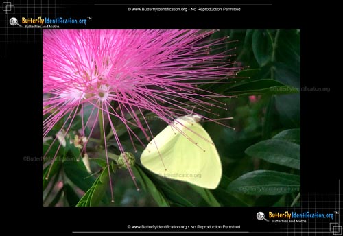 Thumbnail image #1 of the Statira Sulphur Butterfly