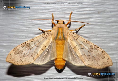 Thumbnail image #1 of the Sycamore Tussock Moth
