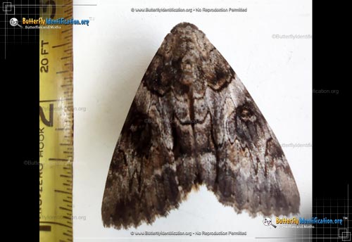 Thumbnail image #1 of the The Penitent Moth