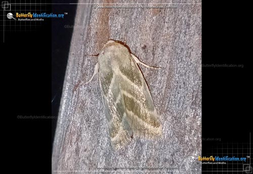 Thumbnail image #2 of the Three-lined Flower Moth