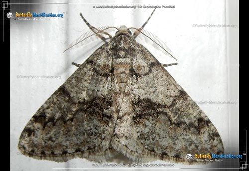 Thumbnail image #1 of the Toothed Phigalia Moth