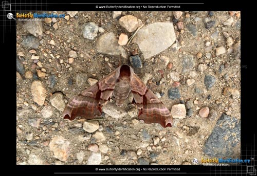Thumbnail image #1 of the Twin-spotted Sphinx Moth