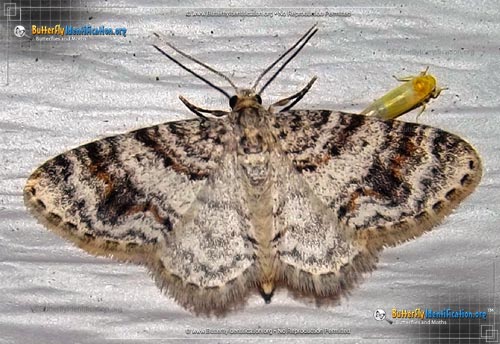 Thumbnail image #1 of the Unadorned Carpet Moth