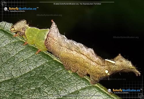 Thumbnail image #2 of the Unicorn Caterpillar Moth