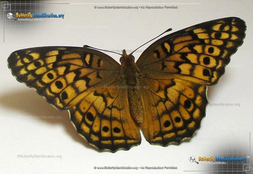 Thumbnail image #3 of the Variegated Fritillary Butterfly