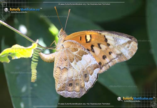 Thumbnail image #2 of the Variegated Fritillary Butterfly