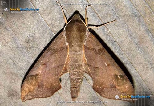 Thumbnail image #2 of the Virginia Creeper Sphinx Moth