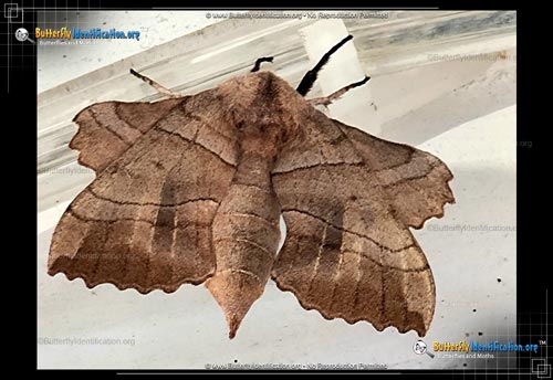 Thumbnail image #3 of the Walnut Sphinx Moth