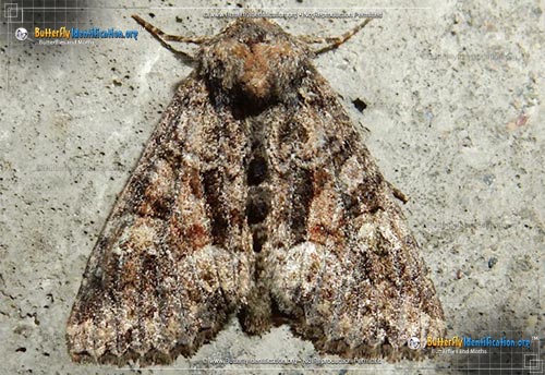 Thumbnail image #1 of the Wandering Brocade Moth