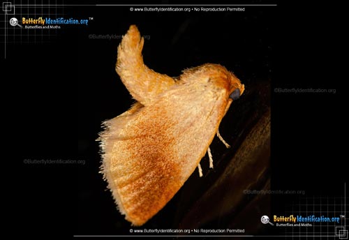 Thumbnail image #1 of the Warm-chevroned Moth