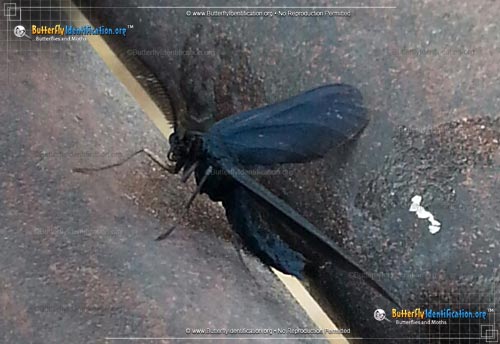 Thumbnail image #2 of the Western Grapeleaf Skeletonizer Moth
