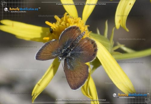 Thumbnail image #1 of the Western Pygmy-Blue Butterfly
