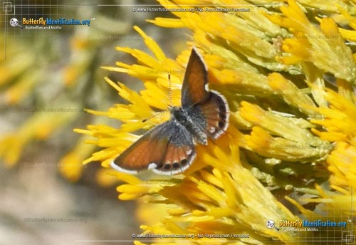 Thumbnail image #2 of the Western Pygmy-Blue Butterfly