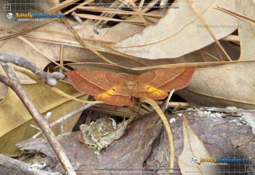 Thumbnail image #2 of the Yellow-washed Metarranthis Moth