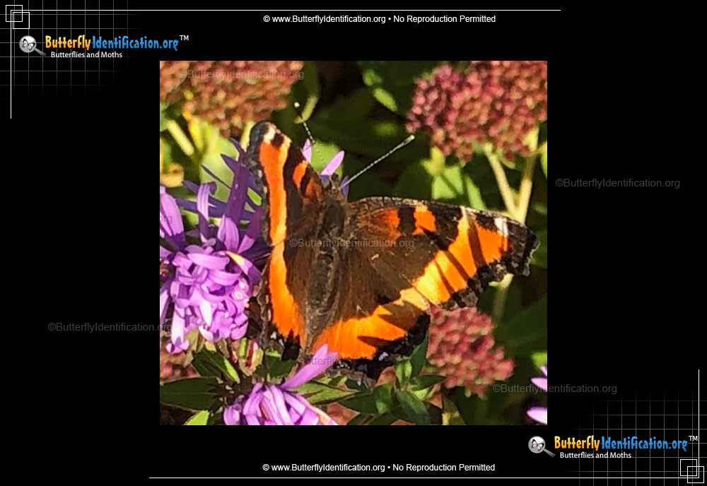 Full-sized image #3 of the Milbert's Tortoiseshell Butterfly