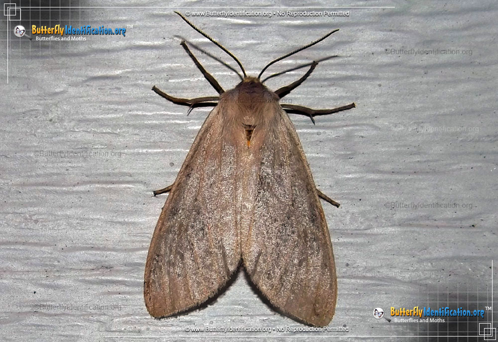 Full-sized image #1 of the Milkweed Tussock Moth