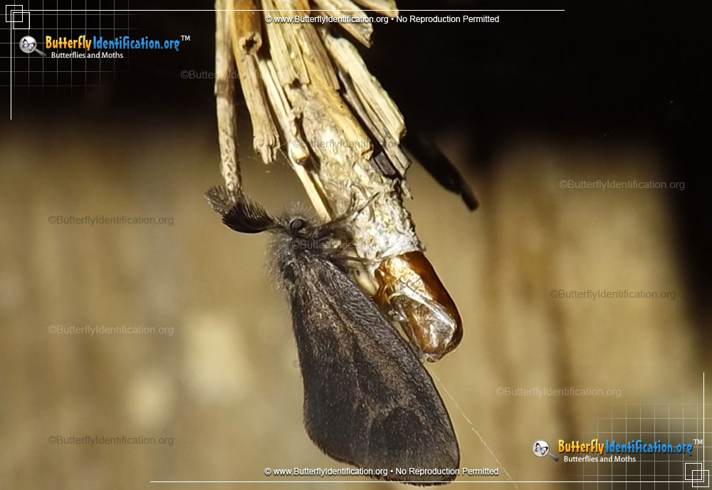 Full-sized image #1 of the Mini Bagworm Moth
