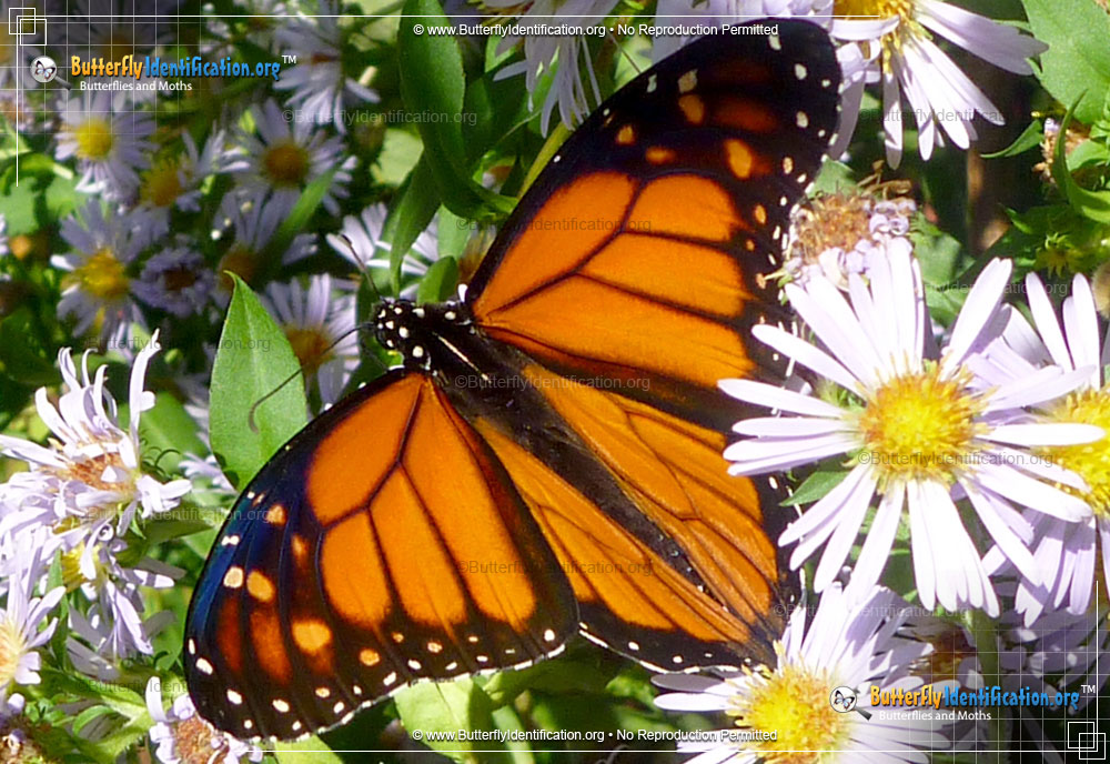 Full-sized image #1 of the Monarch Butterfly