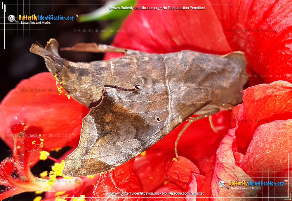 Full-sized image #5 of the Mournful Sphinx Moth