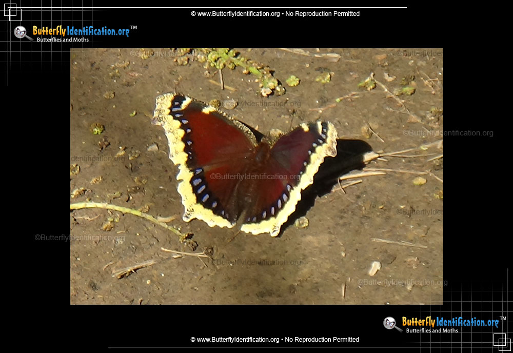 Full-sized image #2 of the Mourning Cloak Butterfly
