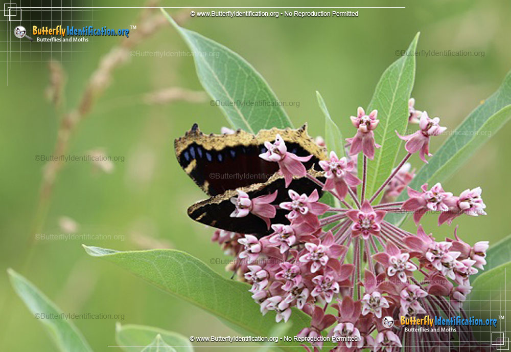 Full-sized image #4 of the Mourning Cloak Butterfly