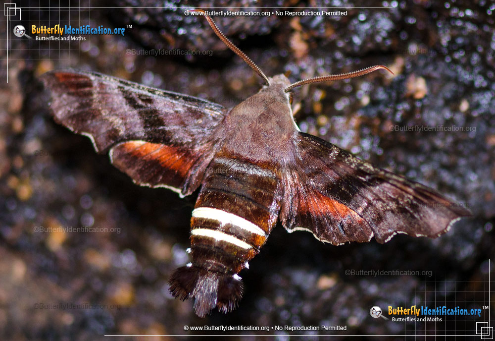 Full-sized image #1 of the Nessus Sphinx Moth