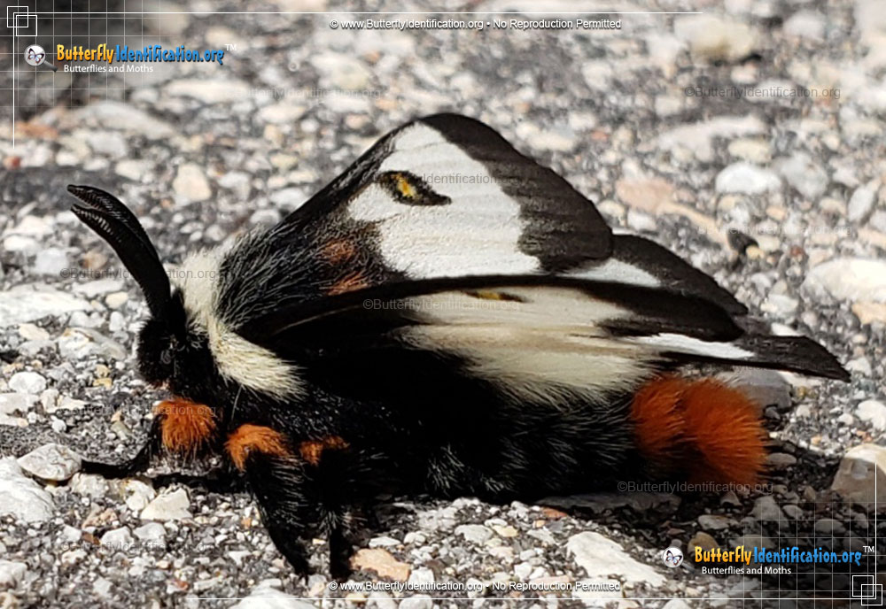 Full-sized image #3 of the Nevada Buck Moth