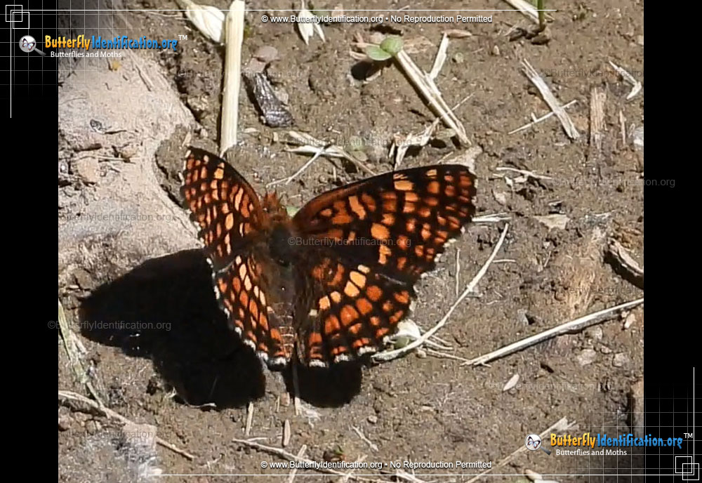 Full-sized image #1 of the Northern Checkerspot