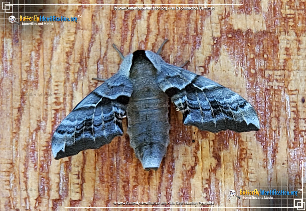 Full-sized image #3 of the One-eyed Sphinx Moth