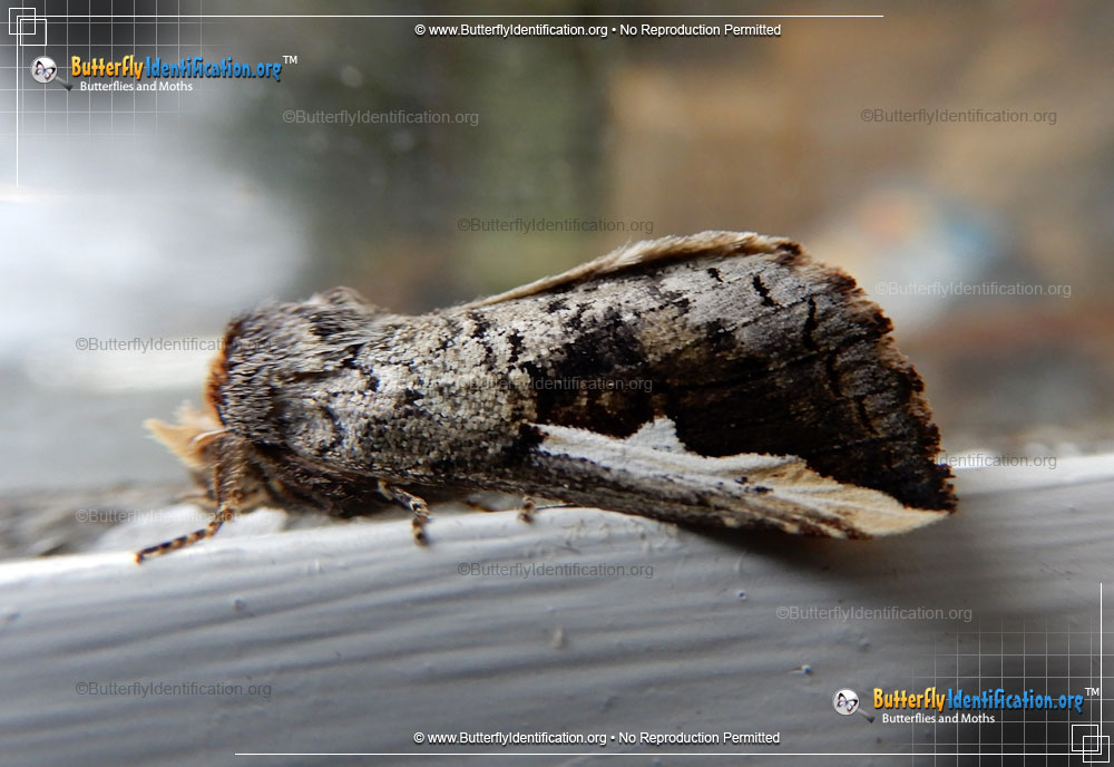 Full-sized image #1 of the Orange-humped Mapleworm Moth