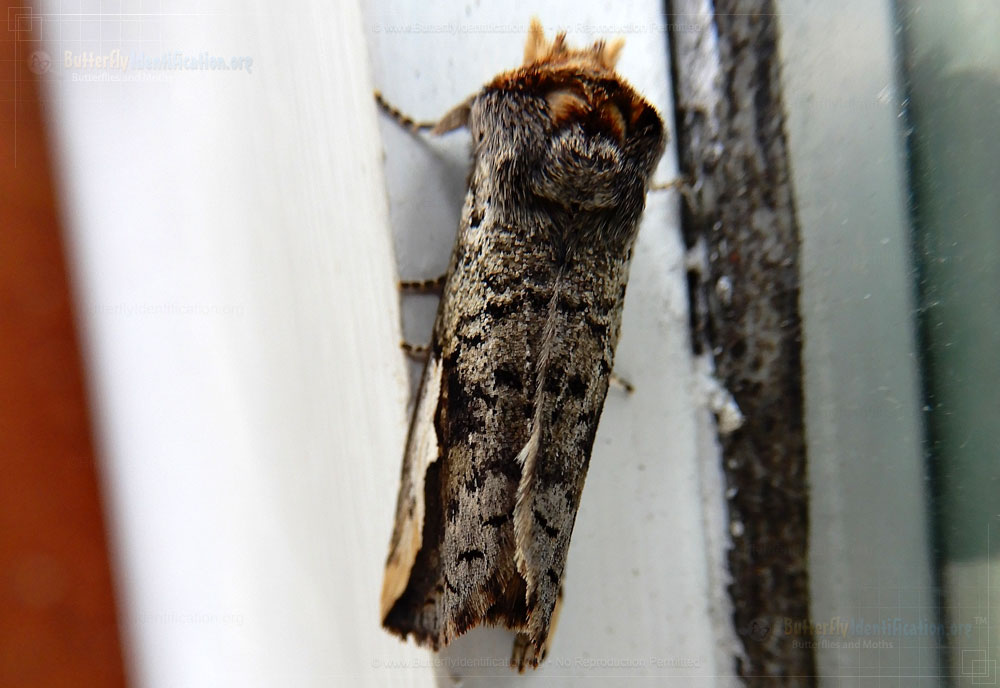 Full-sized image #2 of the Orange-humped Mapleworm Moth