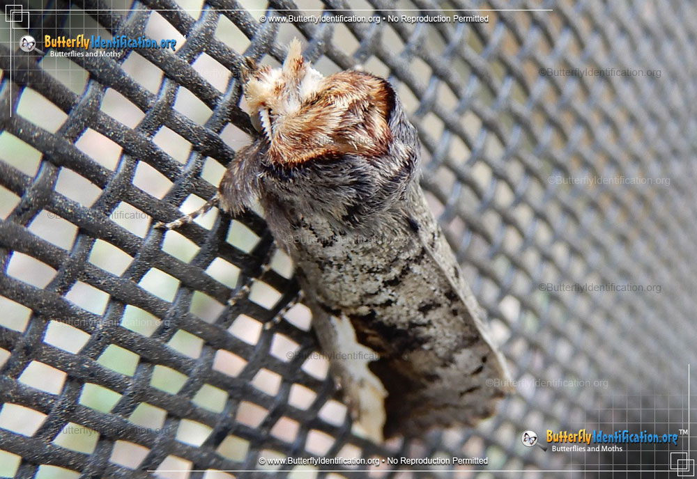 Full-sized image #3 of the Orange-humped Mapleworm Moth